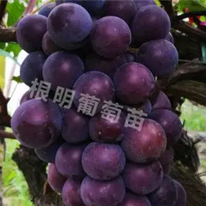 藤稔葡萄苗-藤稔葡萄苗多少钱一棵-根明葡萄合作社(推荐商家)