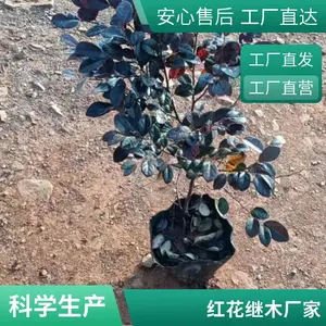 �ɷ����� ���ʺ컨��ľ ����ֱ�� С�������̻� ��������