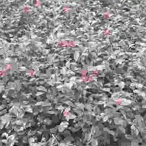 供应黄素梅龙船花红花继木大红花吊钟朱槿福建茶等地被色块小苗