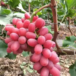 水果供 应 成 都水果批 发市场葡萄 阳光玫瑰配送酒店 食堂 单位 学校