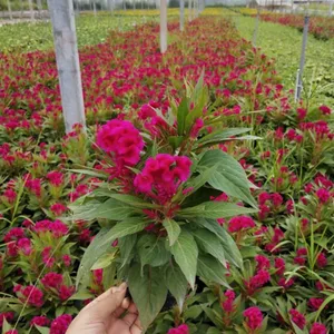 四川假植时花室内观赏,成都多头鸡冠花***多少