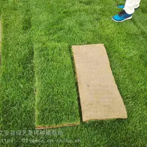 供应高羊茅草坪 园林绿化专用草坪