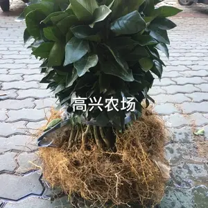 健壮红美人苗 象山红美人柑橘苗 50棵起批