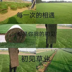 湖南初见苗木花卉专业合作社