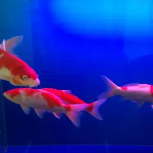 济南鱼管家观赏鱼销售