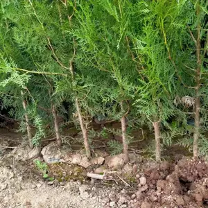西北侧柏大型种植基地 侧柏***批发 窄冠侧柏***供应