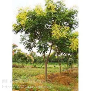 栾树(摇钱树)成都***格,苗圃直销价