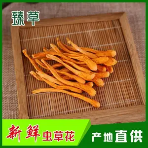 孢子头北虫草干货批发新鲜北虫草批发，北虫草源头厂家