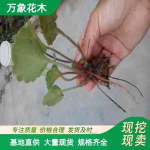 ���Ի�����С�� ��˿��Ҷ���Թ����̻� �ر��������辰������