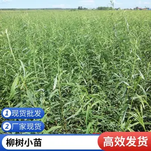 壹点花卉供应柳枝稷小苗 耐干旱 对土壤要求不严 易栽培