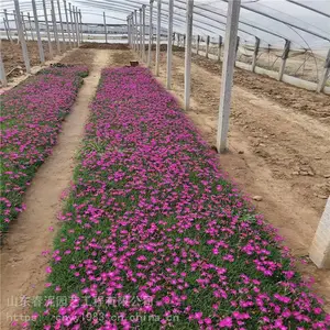 ŷʯ��С�� ���ʯ���ֻ���Ӧ �ͺ��ͺ� ����������