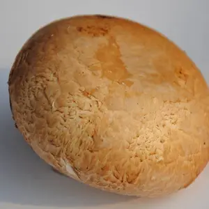 ��ɫ�л�˫�߹�������ζ��Ģ��ţ�Ź�Ӫ����ֵ��