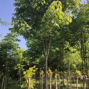 七叶树批发苗绿化庭院苗木行道树苗梭椤树苗七叶树批发