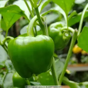 惠州惠阳镇隆蔬菜配送/惠州惠阳镇隆蔬菜销售/惠州惠阳镇隆蔬菜网购