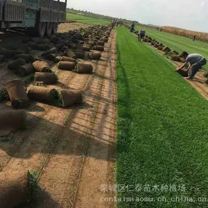 出售波斯菊种子 金菊花 室内阳台 别墅草坪 紫色向日葵花籽