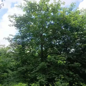 大腹木棉