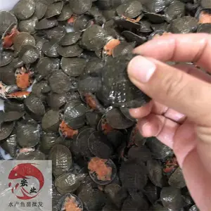 ***���糡_�糡���������_����������