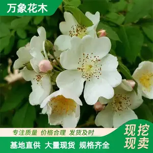 ����ľ ҰǾޱ ����԰���쾰�̻� ��̨ͥԺ��ֲ