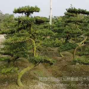 ������Ӧ�޺���С�����ԣ� �޺�С��ȸ��/�ձ��޺�����������