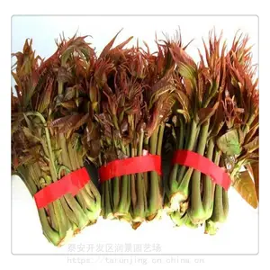 �󾰳��ۺ����㴻���� ��ѿ�㴻����������� ���ں��㴻��
