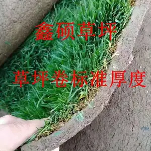 河南草坪-河南四季青草坪适合当地气候生长-抗病