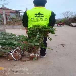 ������ľ���� ���߾� ���ӻ���԰�� ��צ��