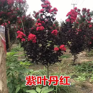 ��ޱ����С������������ޱͥ԰��Ժ��ֲ���պ���׮��Ǩռ������