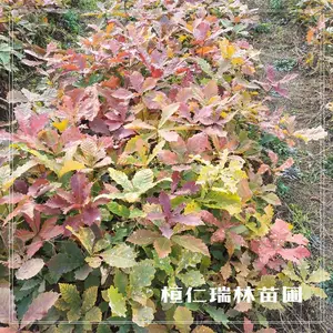 辽宁蒙古栎苗木基地,柞树苗,蒙古栎苗价格