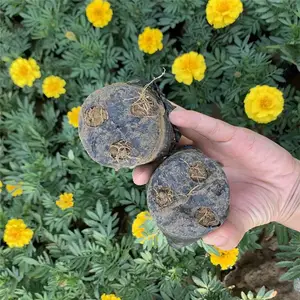 路边黄色孔雀草货源足 质优价廉黄色孔雀草基地直销 山东春泥园艺