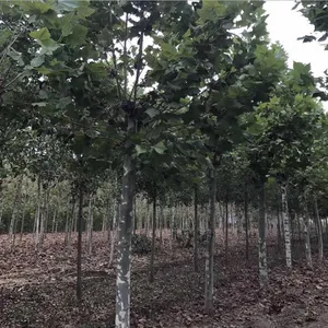 11公分法桐_12公分法桐 15公分-20公分速生法桐