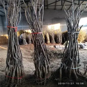 山东核桃树苗基地大量出售清香核桃苗 80公分高香玲薄皮核桃苗