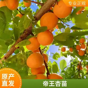 ��ɫ�������� ���������� �ͺ������������