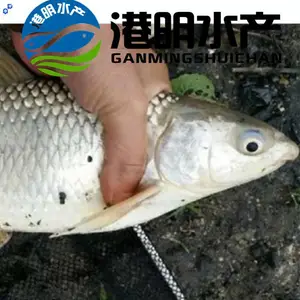 【2020鲮鱼苗水花苗批发】鲮鱼苗 育苗基地 诚挚为你提供健康苗
