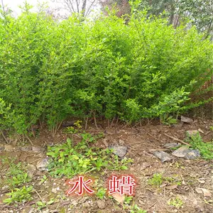 ����СҶŮ��-СҶŮ�����Ǯ-СҶŮ��ɹ�