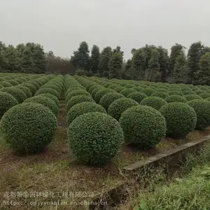 成都毛叶丁香球基地 精品毛叶丁香球 成都毛叶丁香供应 成都毛叶丁香球批发
