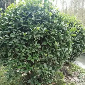 ��Ҷ��������ۣ��������۴�Ҷ�������ӣ���Ʒ��Ҷ������