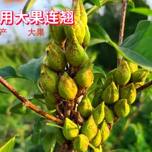 1年2年3年中药材连翘苗 适合南北方种植大果3号品种