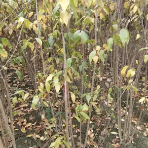 腊梅笼子条子批 发出售 腊梅的基地 高冠1-3米很多数量
