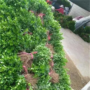 ����СҶ���Ӧ�� �����̻�����СҶ������绰 ��ʵ��Ч