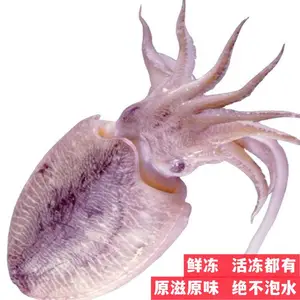 单冻墨鱼/花枝/乌贼 干冻没泡水 鲜冻 活冻都有