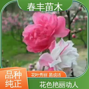 春丰苗木 基地现挖 白花碧桃 8-10公分 花色多样