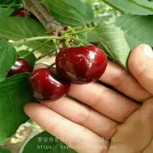 头条：哪里有早熟樱桃苗奇早樱桃苗 奇早樱桃苗简介