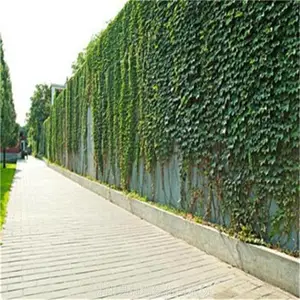 爬山虎 城市高架桥绿化 矿山复緑 公路边坡护土优选爬藤植物