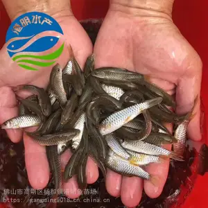 【淡水鱼苗商家】放生军鱼苗青竹皖鱼苗 渔场规划 品种选择