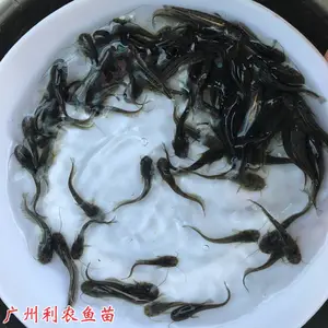 �ӽ��Ϸ�������������� ����ֳ����� Դͷ����ֱ��
