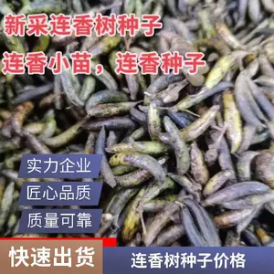 产地供货价格连香净种子价格连香树种子连香树小苗连香鲜果价格连香小苗种植基地