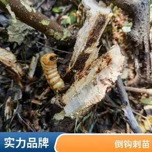 ����ʵ�� �����׳� ʵ�������ֳ���ѧ