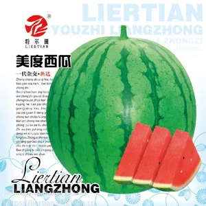 ***大果麒麟瓜美都西瓜种子肉桃红粒尓田美度西瓜种子市场***