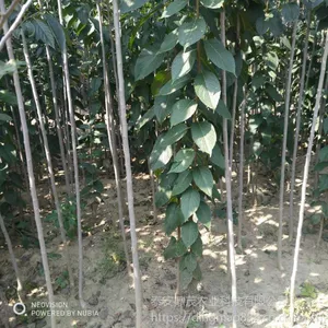 1公分杜仲树苗批发 山东绿化苗种植基地