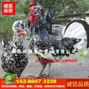 优质贵妃鸡苗批发另有火鸡苗七彩山鸡苗